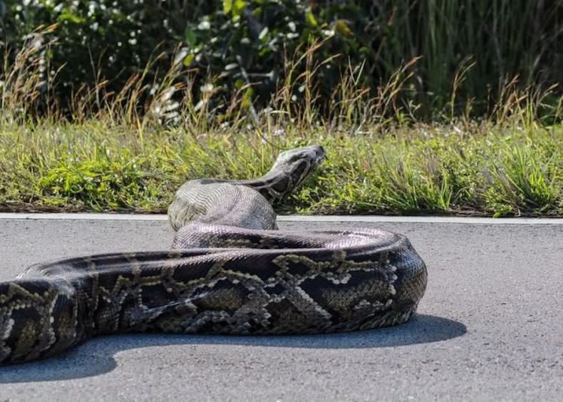 Burmese python crossing road