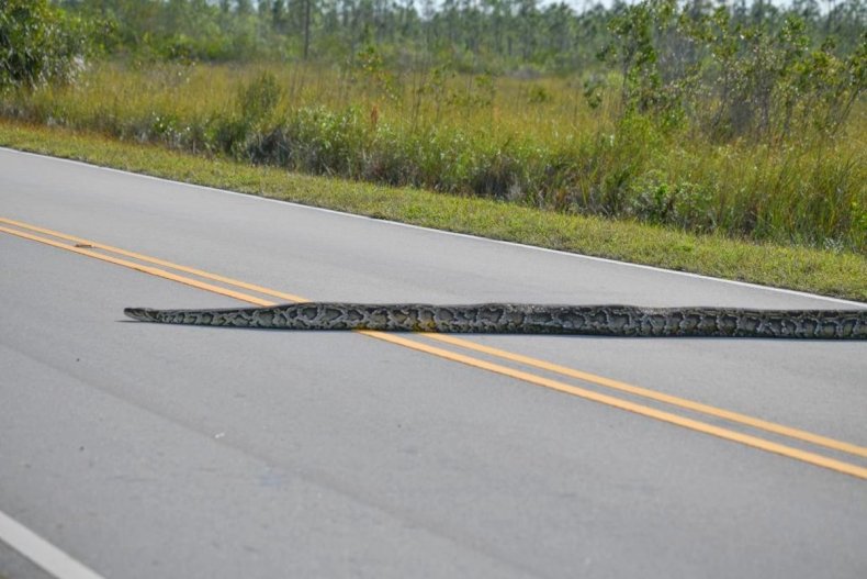 Python slithering across street in the Everglades