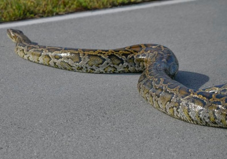 Python slithering across Main Park Road