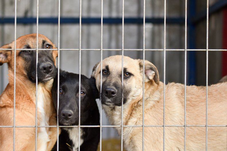 One Man Decided to Build His Wife a 'Dream' Dog Shelter to Rescue Animals