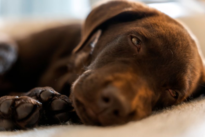 Sleeping chocolate labrador puppy 