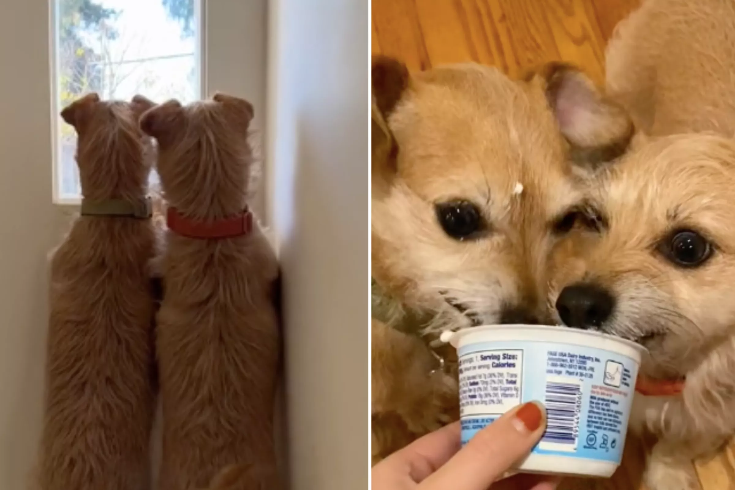 Owner Discovers Adopted Dogs Are Mother and Daughter: "Made Me Fully Sob" - Vimarsana News