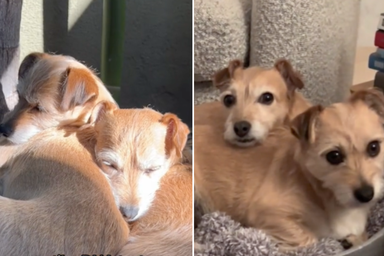 Nancy e Pepper i cani