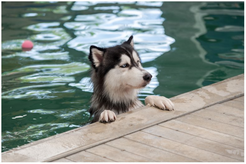 Stock image of a husky dog 