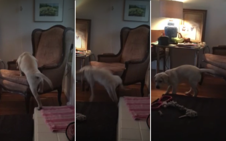 Sherman the Labrador falling off the armchair.