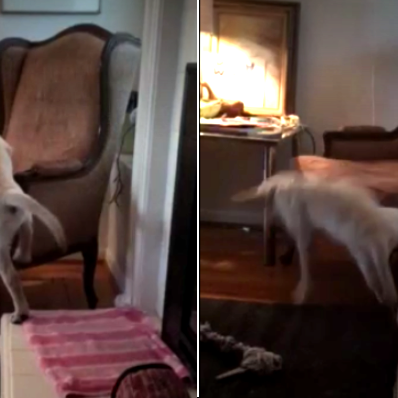 Dog Ramp Fail Gif Dog Jump Fail