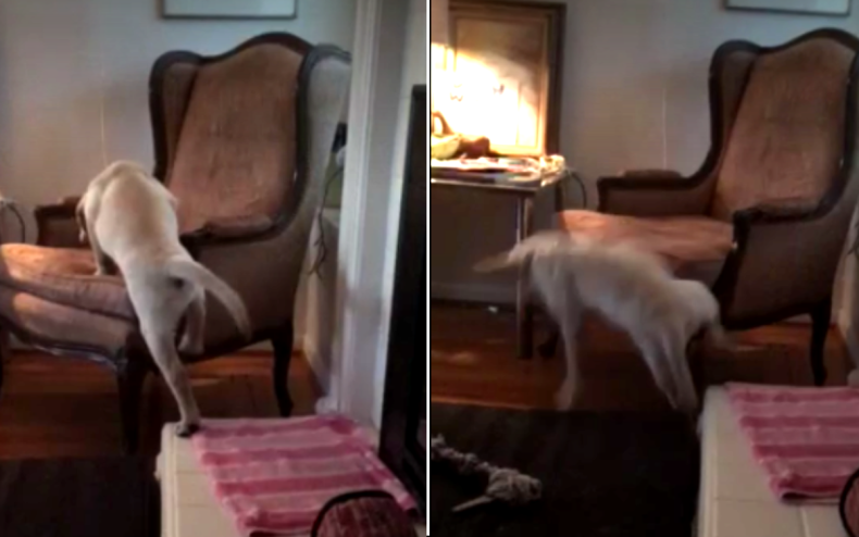 Sherman il Labrador che cade dalla poltrona