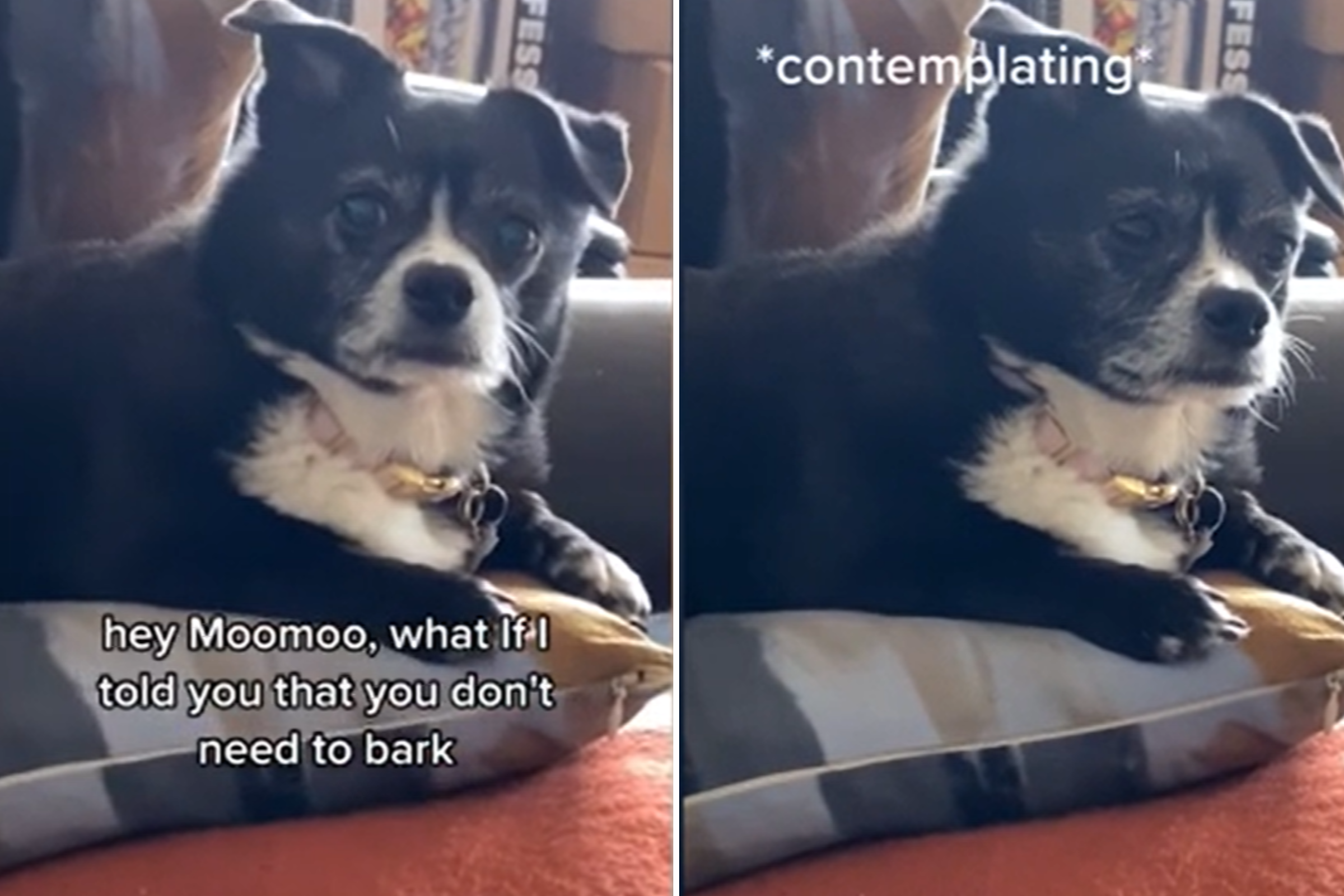 Internet Hails Independent Dog Who Refuses To Be Silenced—’Doesn’t Care’