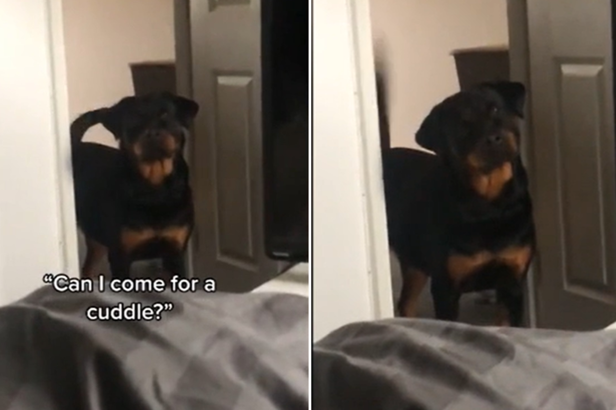 do rottweilers like to cuddle?