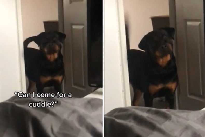 Adorable rottweiler joins owner for a cuddle