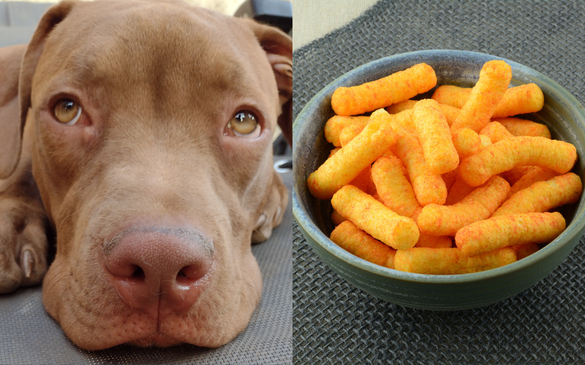 Cheese puff best sale dog treats