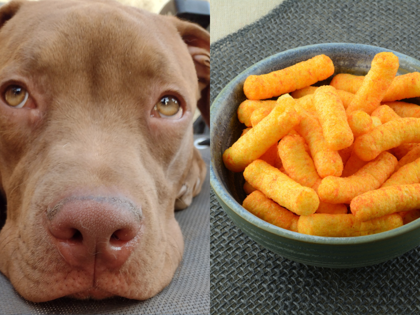 Pit Bull Dubbed Captain Cheese Puff After Getting Head Stuck in