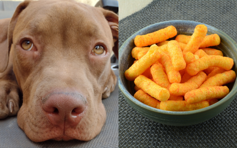 A pit bull and some cheese puffs.