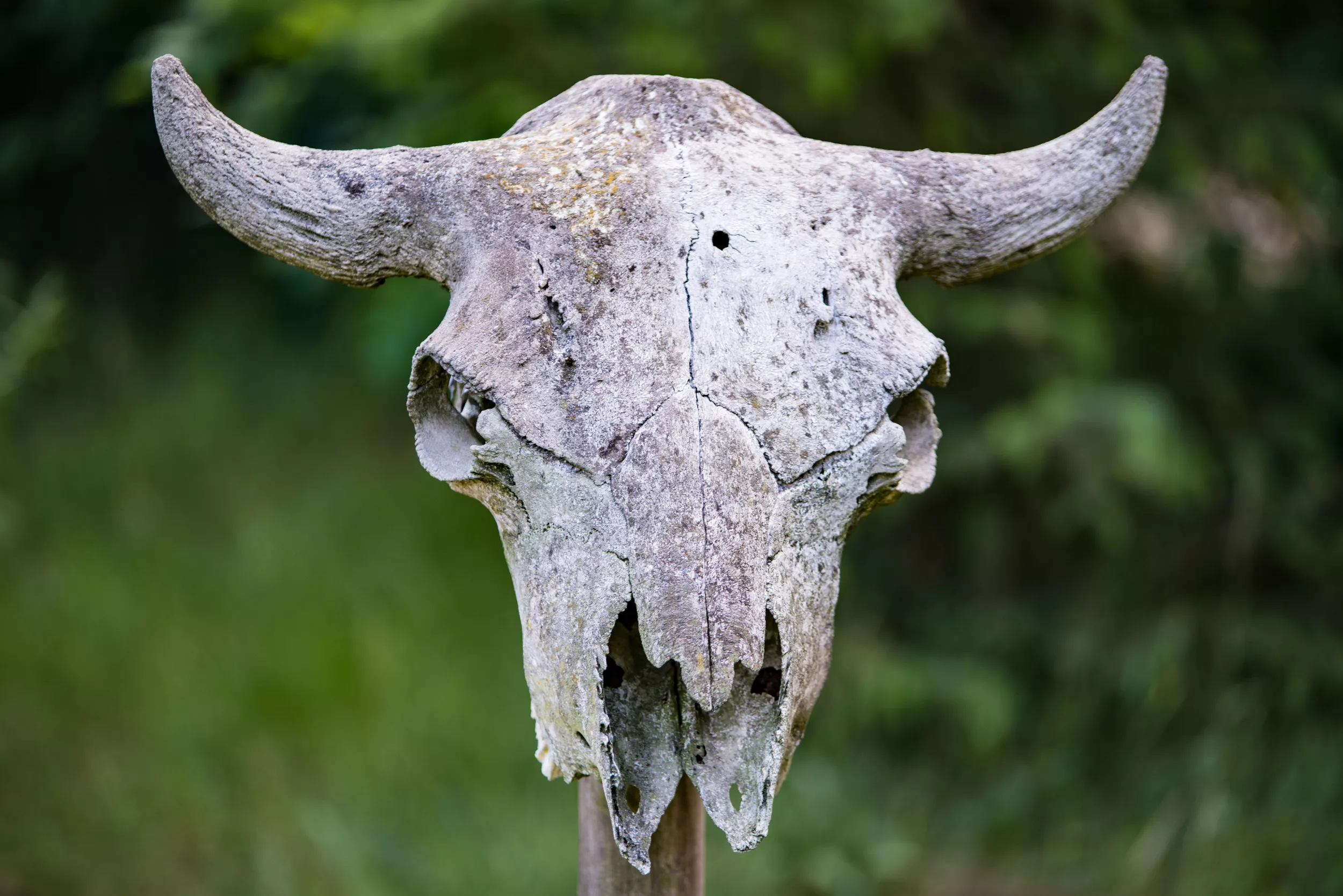 Drought at Missouri River Exposes Ancient, Possibly Extinct, Bison - Vimarsana News