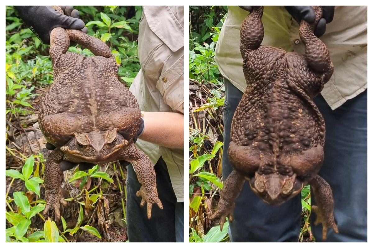massive cane toad australia