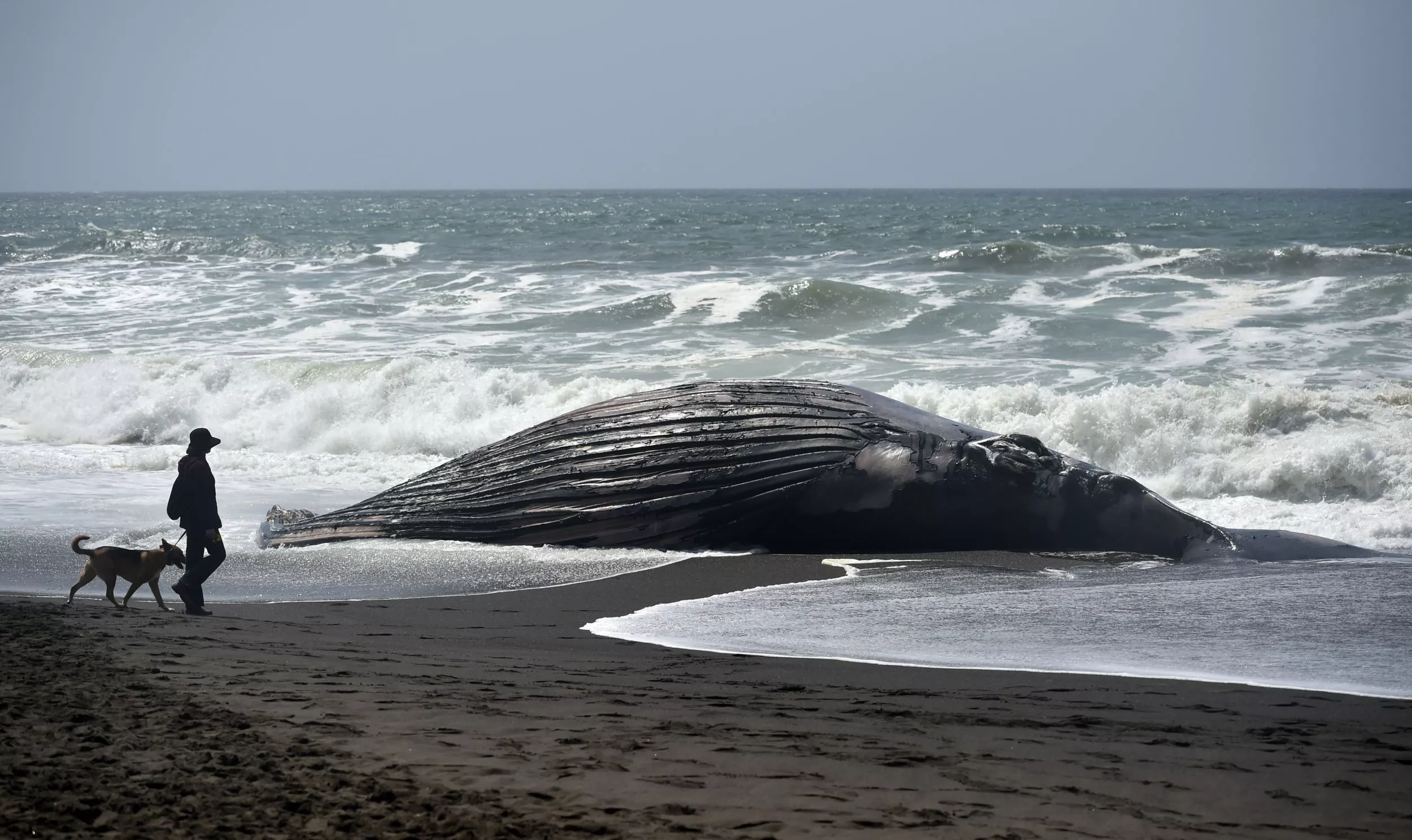 Weird Spike in Stranded and Dead Whales Washing Up Announced - Vimarsana News