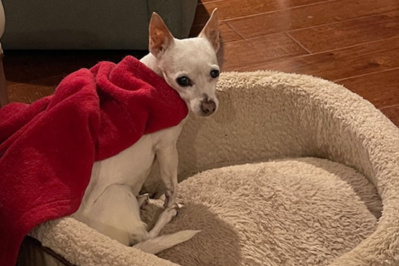 Lana the Chihuahua mix