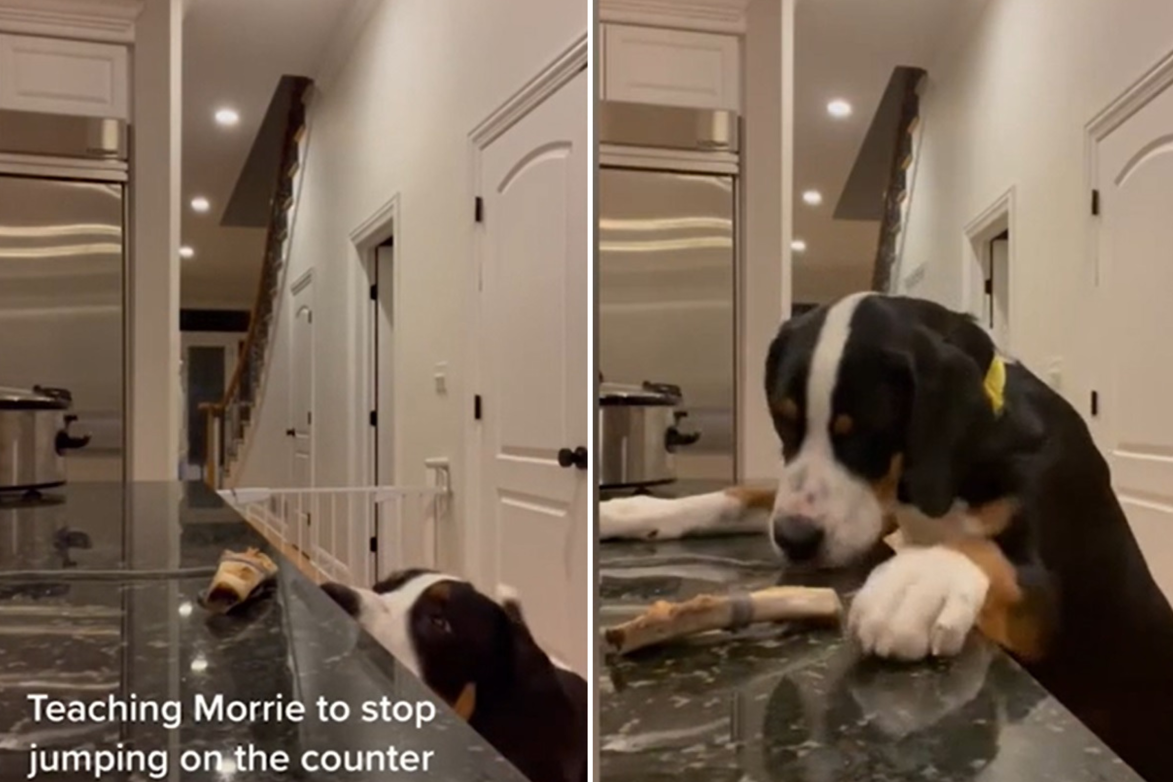 Watch Hilarious Moment St. Bernard Puppy Training Goes Wrong: ‘The Trauma’