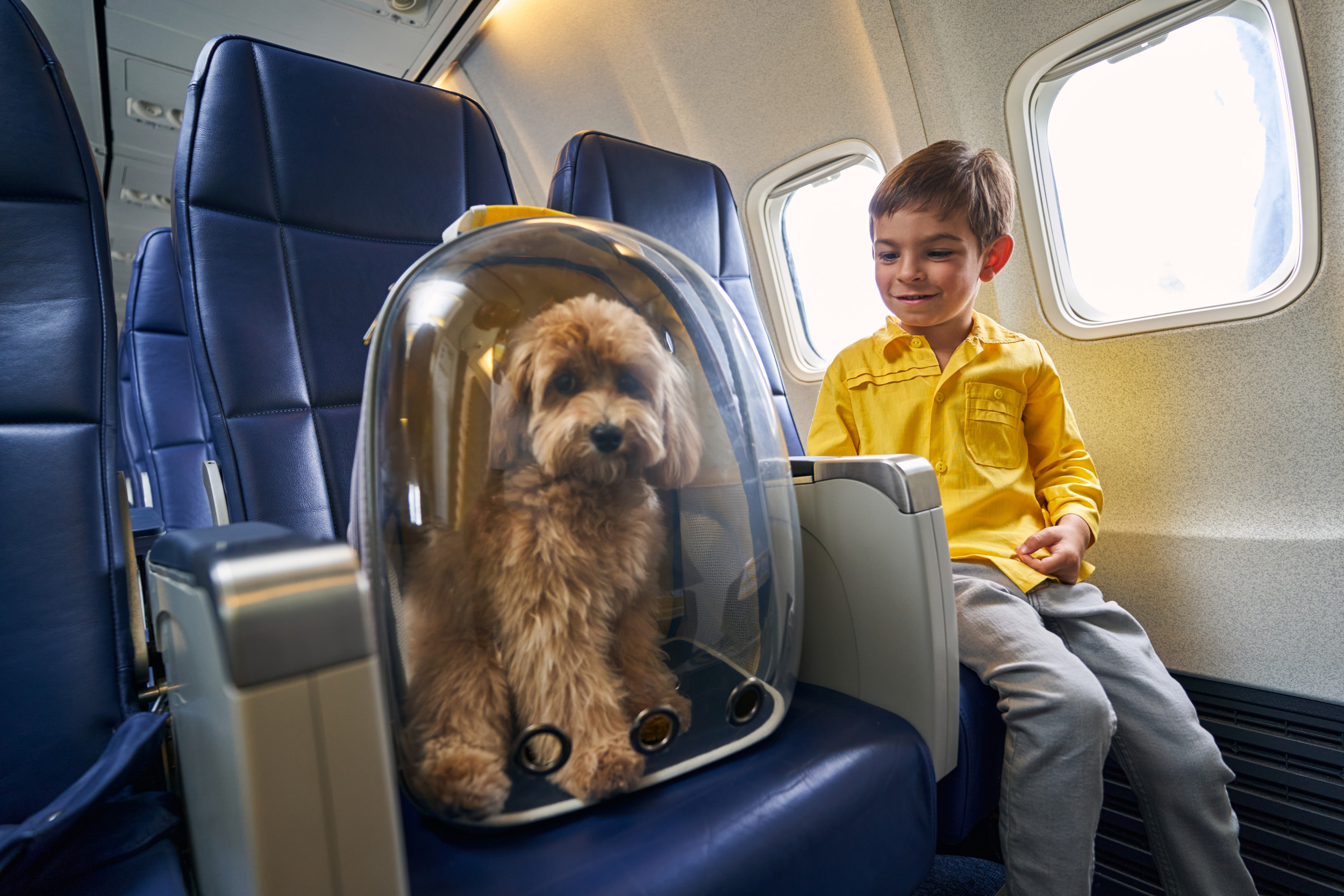 Jetblue dogs on outlet plane