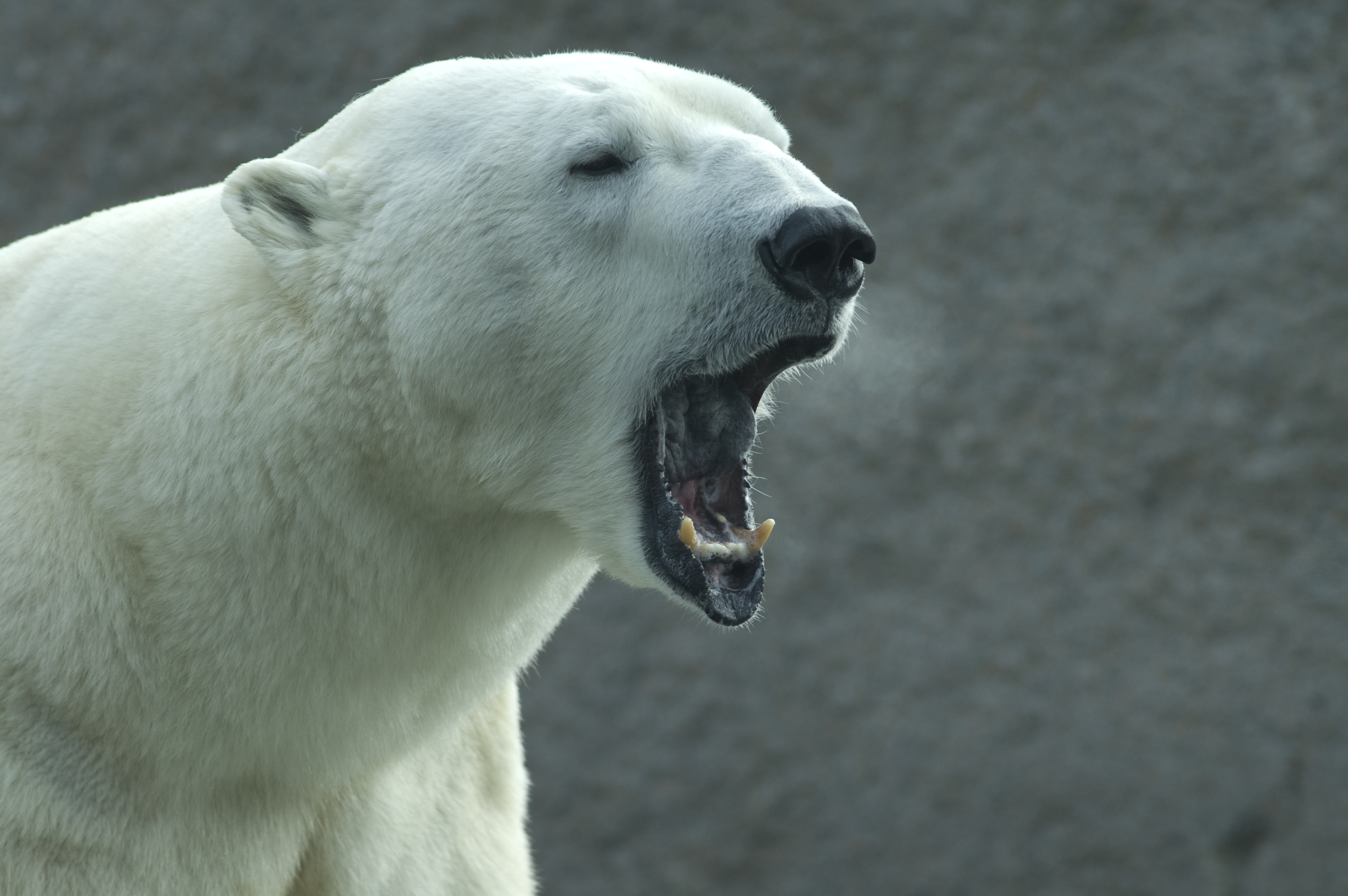 climate-change-possibly-a-factor-in-fatal-polar-bear-attack