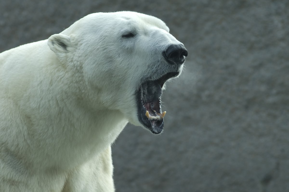Polar bear roaring 