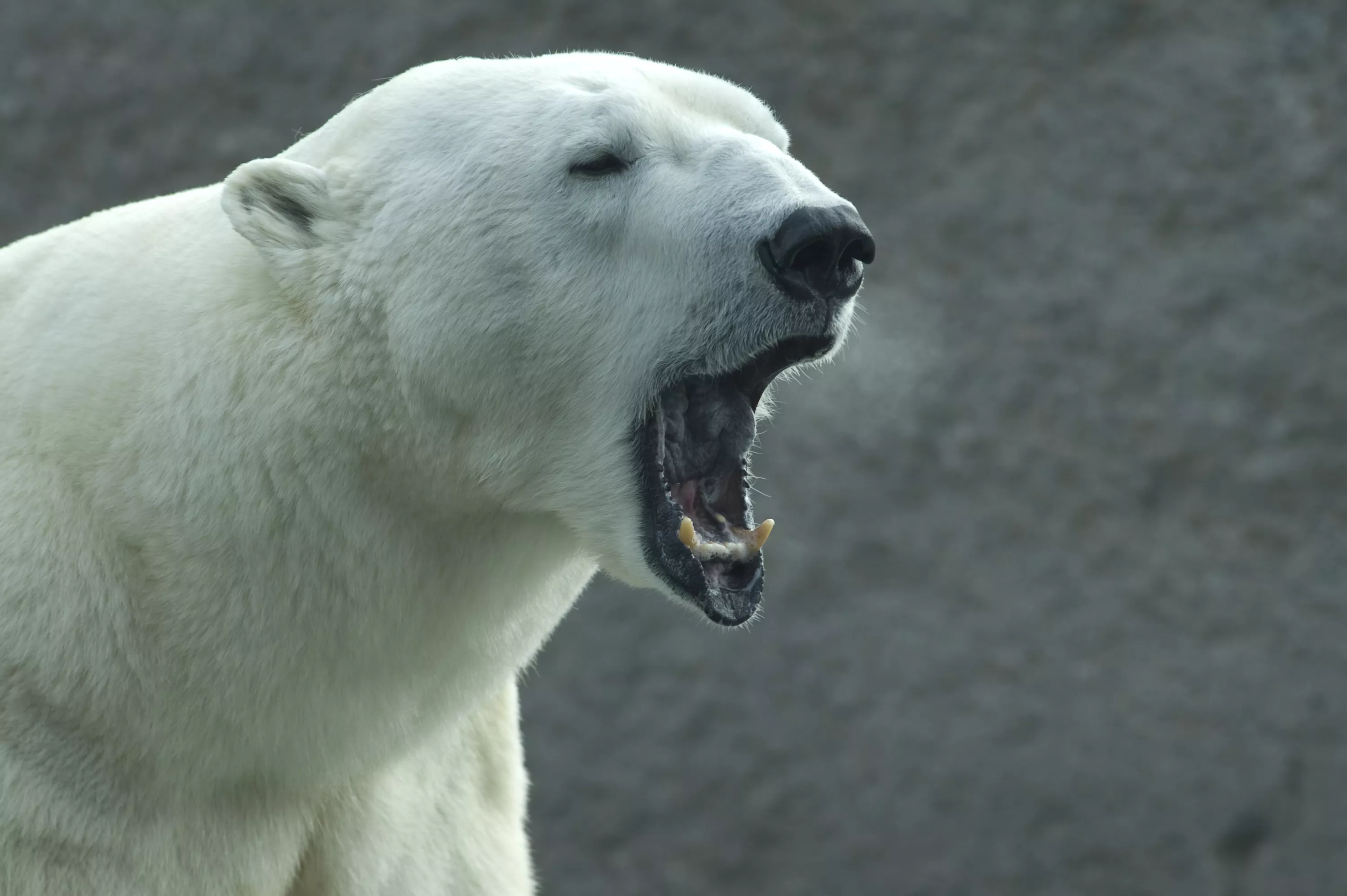 Climate Change Possibly a Factor in Fatal Polar Bear Attack - Vimarsana News