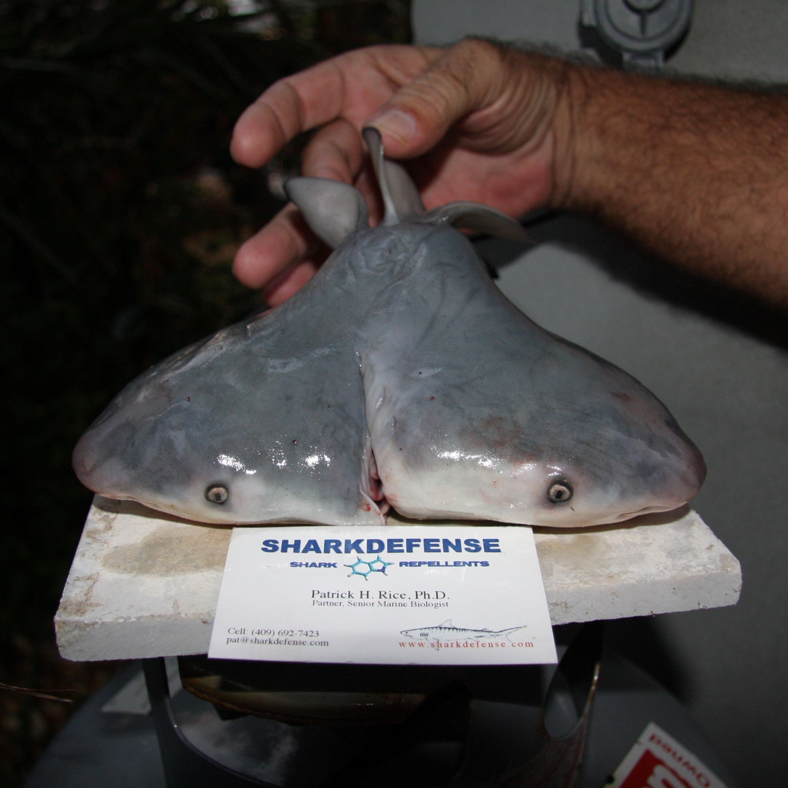 Two-Headed Sharks Keep Popping Up—No One Knows Why