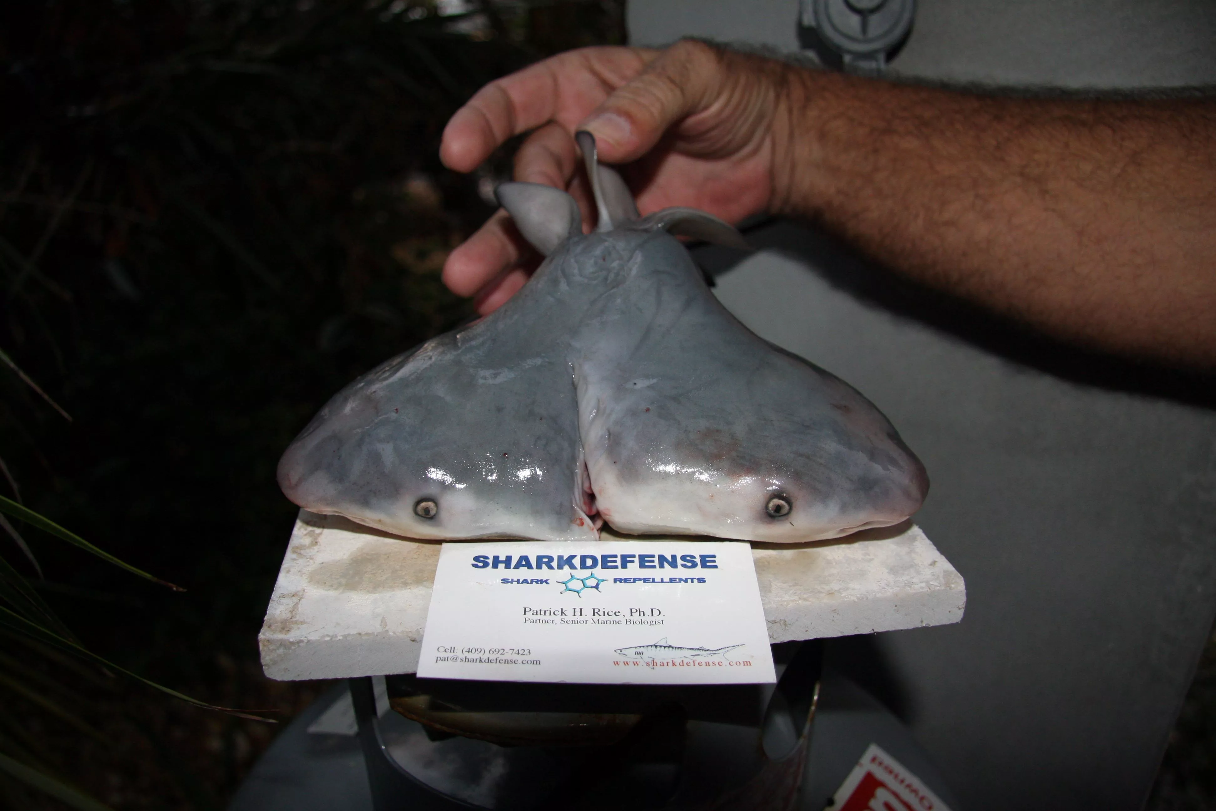 We Might Be Driving a Rise in Two-Headed Sharks - Vimarsana News