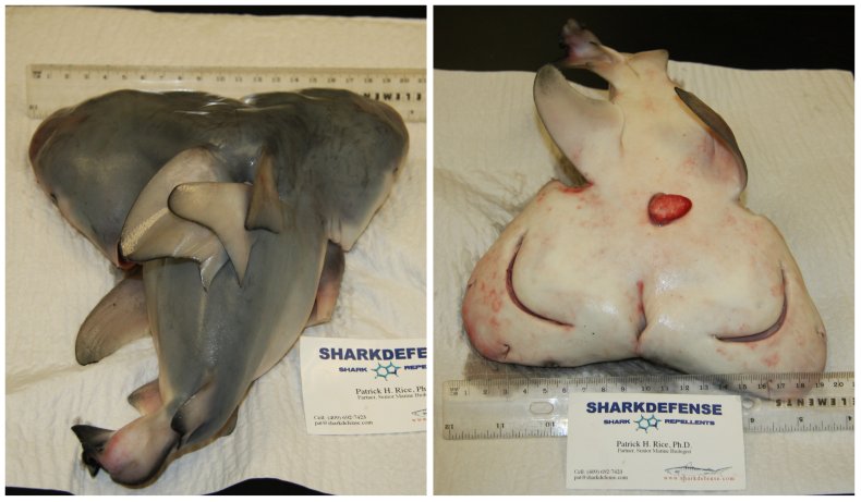 Two-headed shark top and bottom