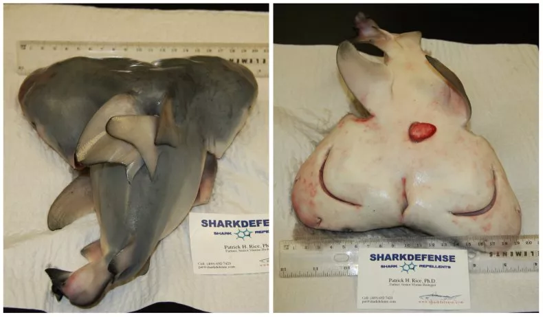 Fotos do embrião de tubarão-touro de duas cabeças que Rice e sua equipe estudaram. A anormalidade é causada pela "divisão incompleta de um único óvulo fertilizado, exatamente como os humanos unidos", disse Rice à Newsweek.