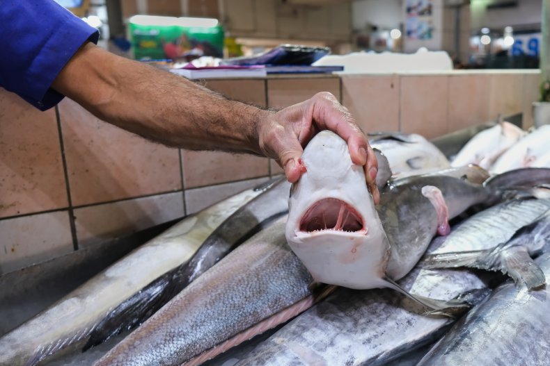 Shark fishing