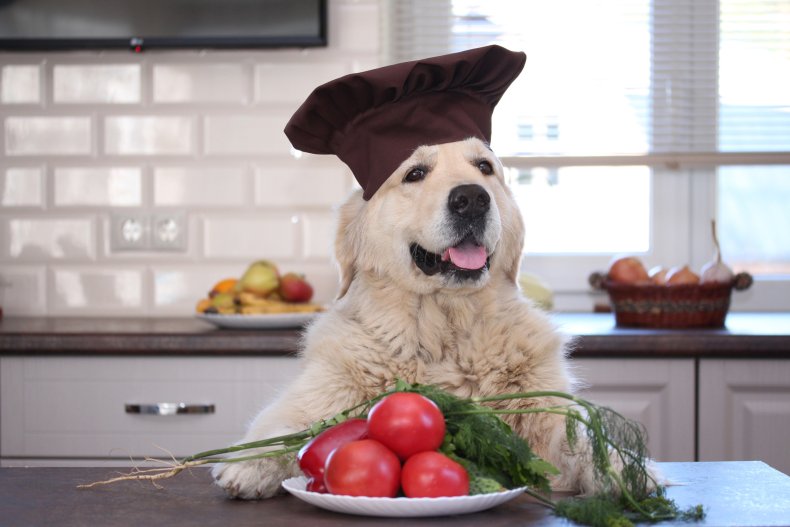 a dog acting as a chef with tomato plate in front