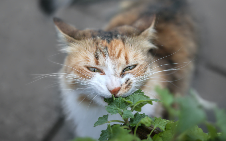 A cat enjoying a bite of catnip.