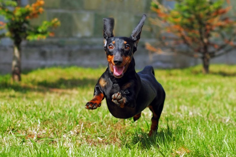 An excited Dachshund running around a yard