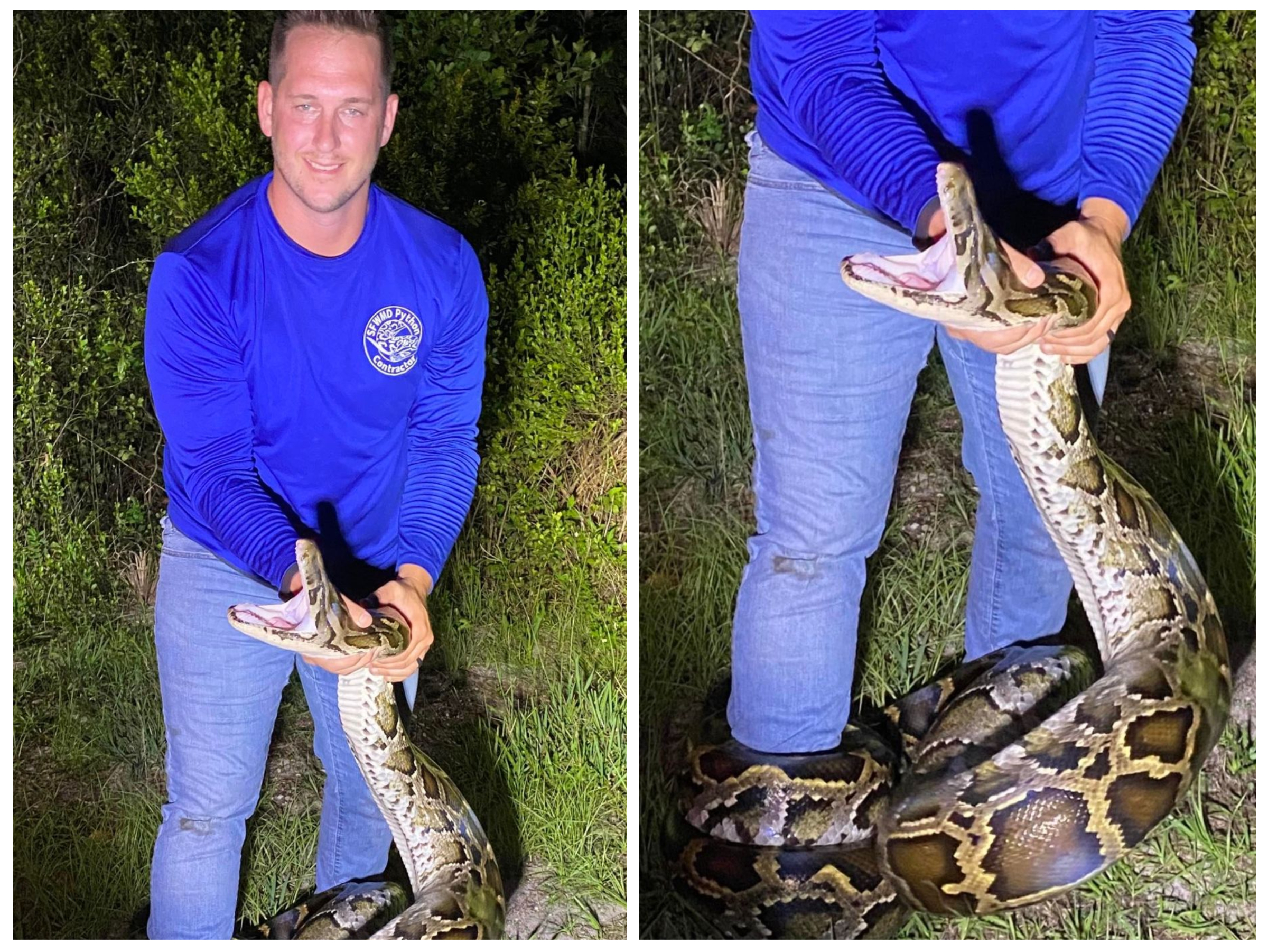 Watch Florida Man Catch Huge, 16ft Burmese Python With His Bare Hands ...