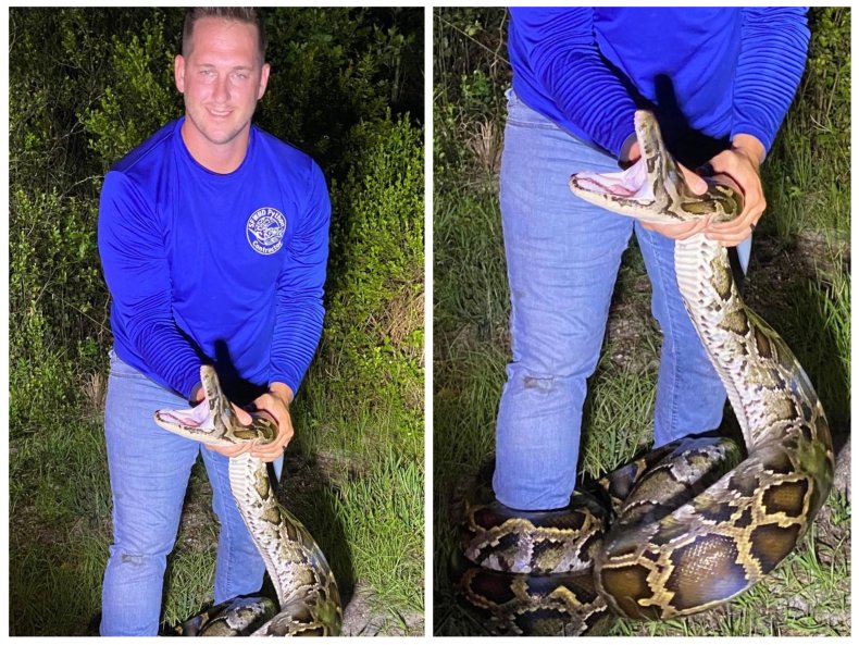 Man catches Burmese python with bare hands