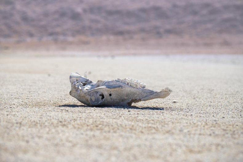 An animal skull in the desert