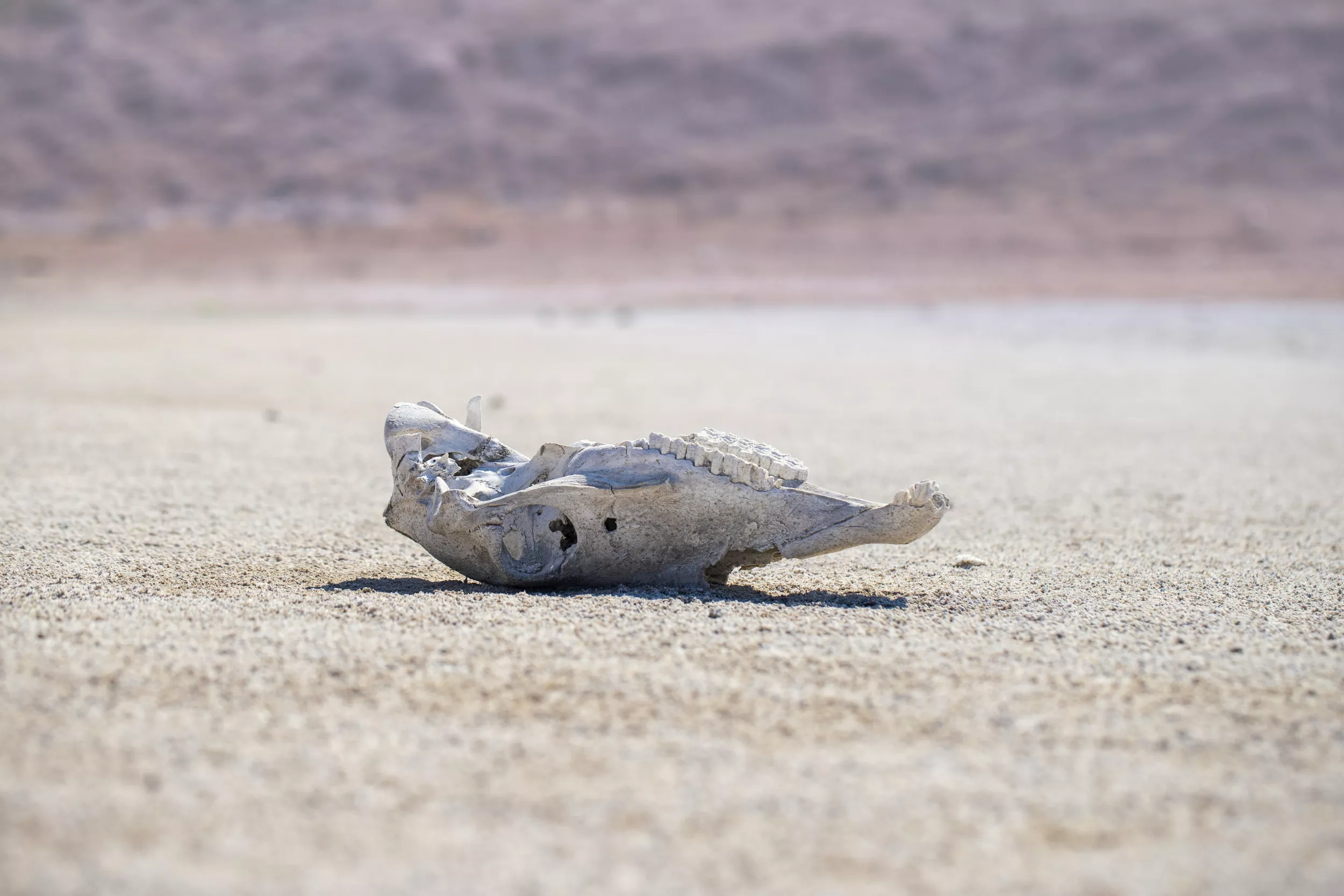 If America's Megadrought Continues, the Impact Will Be Catastrophic - Vimarsana News