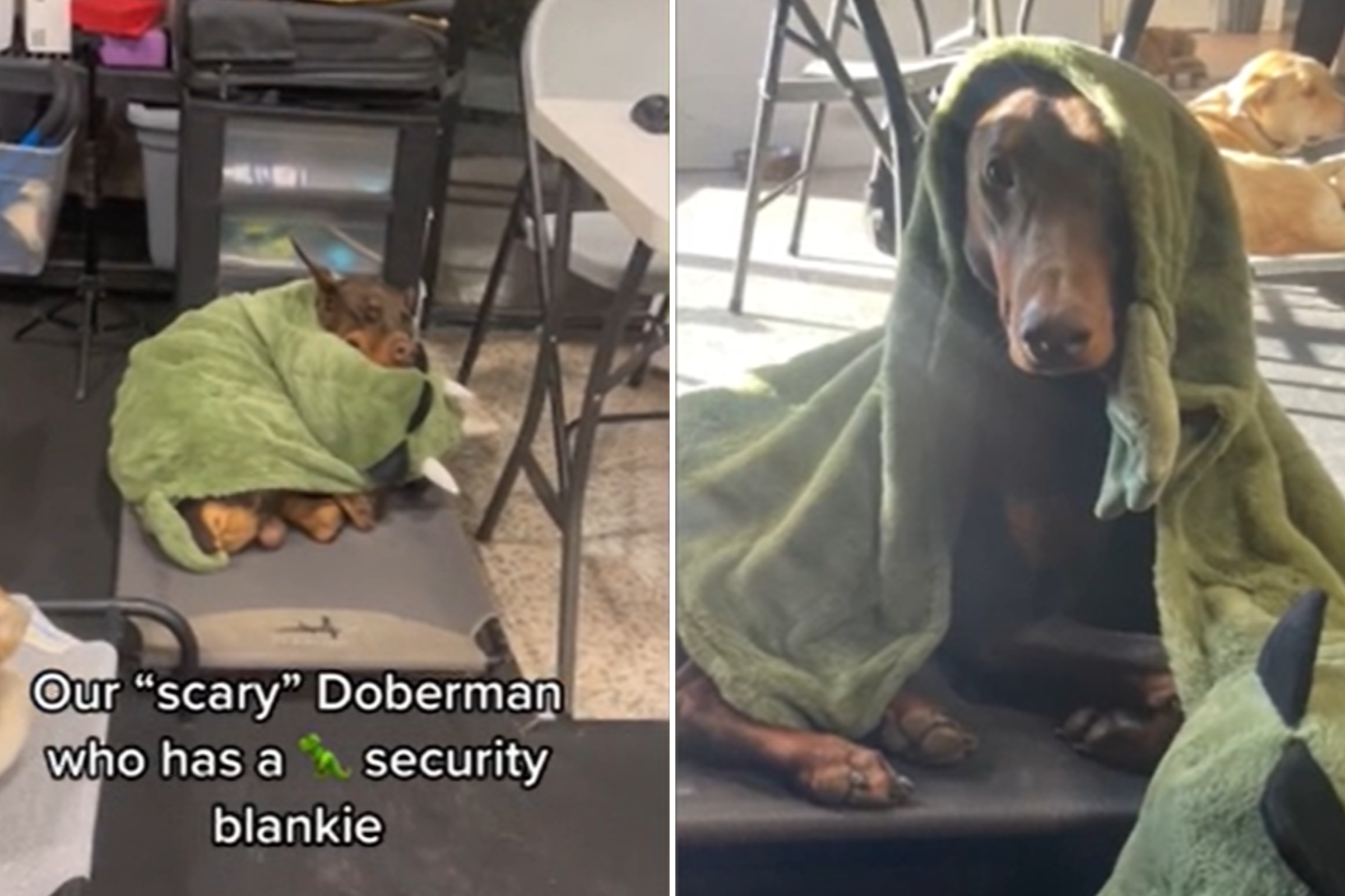 Doberman blanket best sale