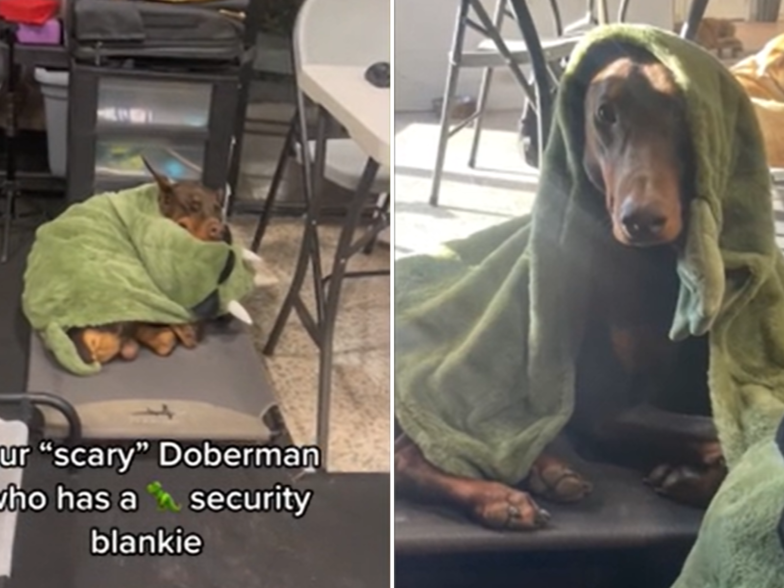 Doberman blanket top