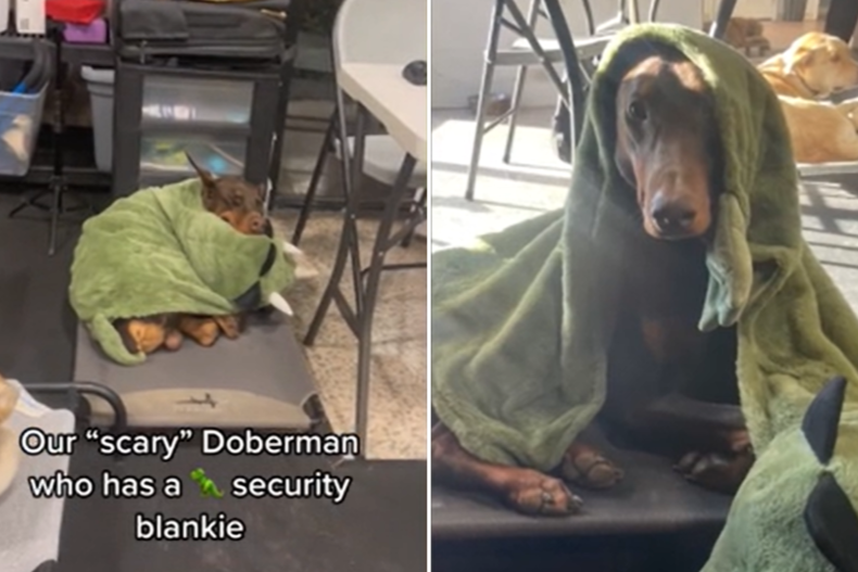 Adorable Doberman in dinosaur security blanket