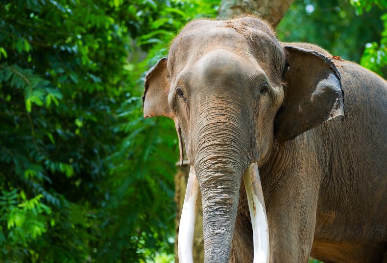 Elephant with large tusks
