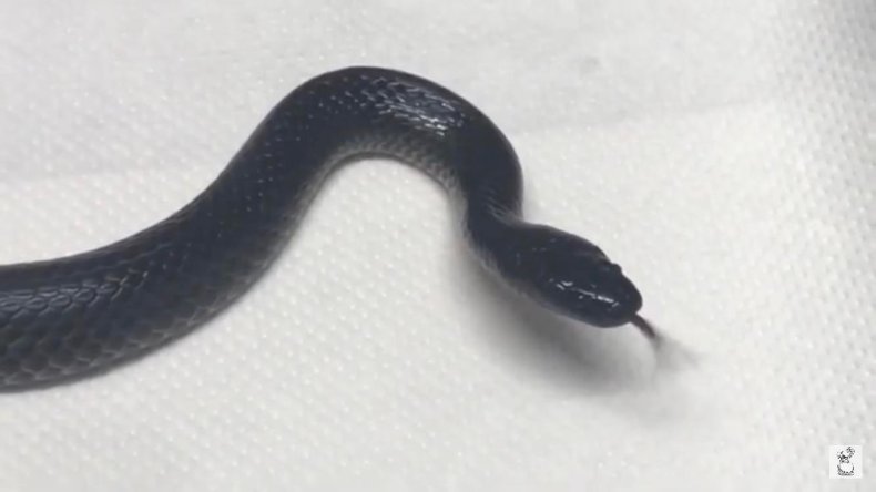 Eastern small eye snake