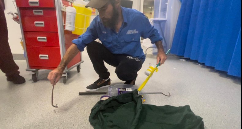 Eastern small eye caught in hospital