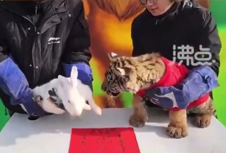 Tiger cub at Linfen Zoo