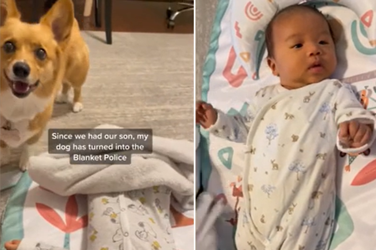 Corgi repeatedly delivers blanket to baby