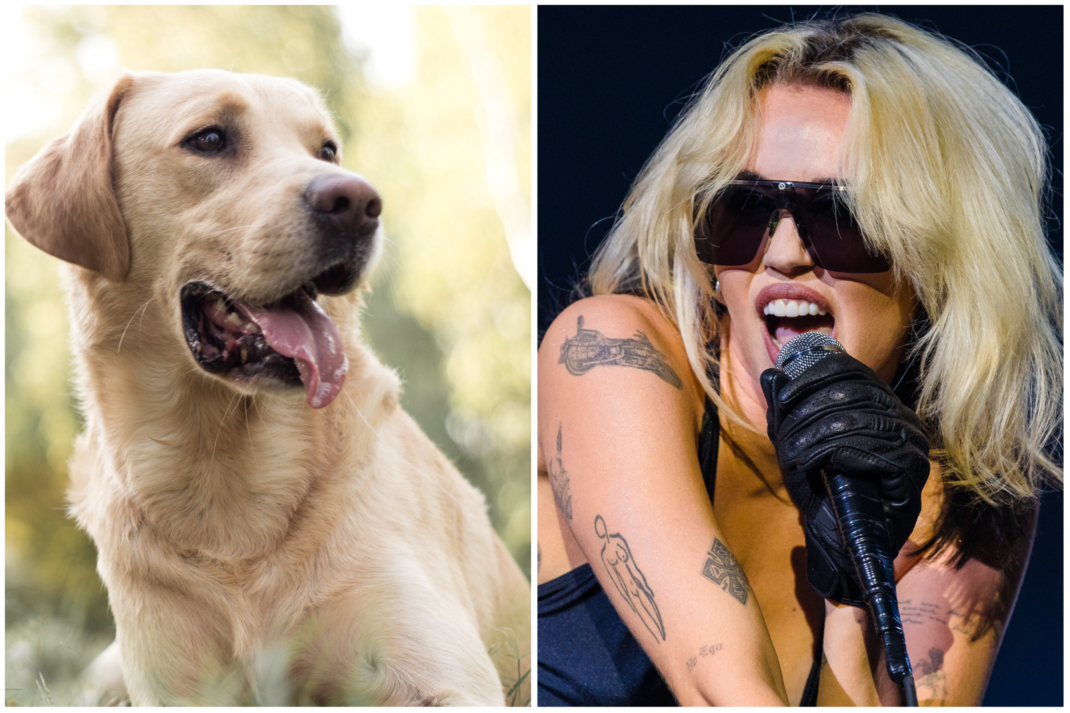 Dog's Version of Miley Cyrus' 'Flowers' Hailed As 'Winner of This Trend'