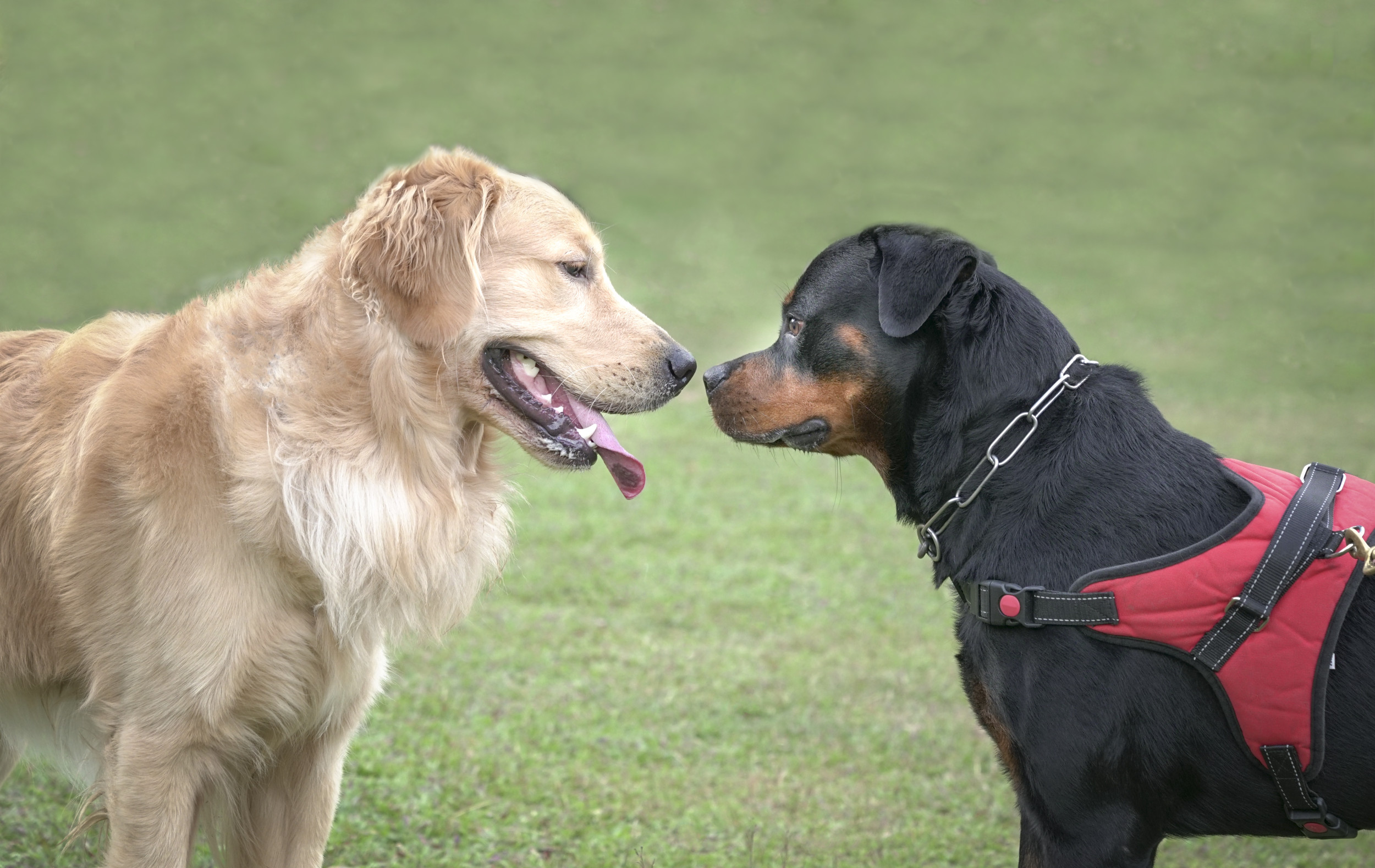 Puppy a Retriever Rottweiler Mix Stuns Internet: 'Say Hi'