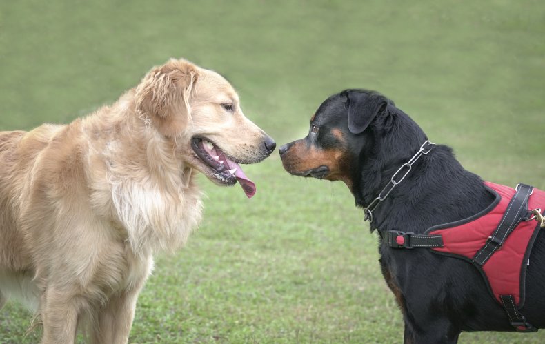 "Golden Rottweiler" puppy melts hearts