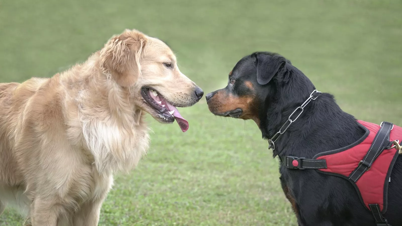 Rottweiler hot sale retriever puppies